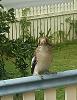 &quot;birding&quot; fun-kooka_1.jpg