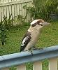 &quot;birding&quot; fun-kooka_2.jpg