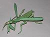 Canon one page Bugs-praying-mantis-2.jpg