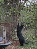 For the Cats-img_4881-e-mail.jpg